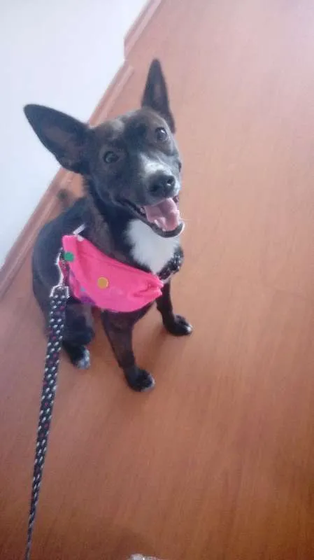 Cachorro ra a SRD idade 2 anos nome Tina