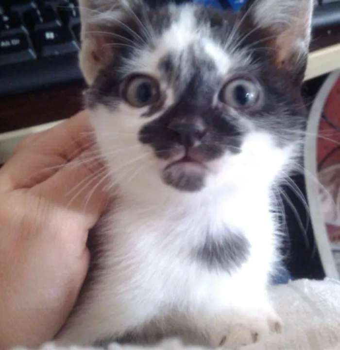 Gato ra a Indefinida idade 2 a 6 meses nome Sem Nome