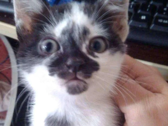 Gato ra a Indefinida idade 2 a 6 meses nome Sem Nome