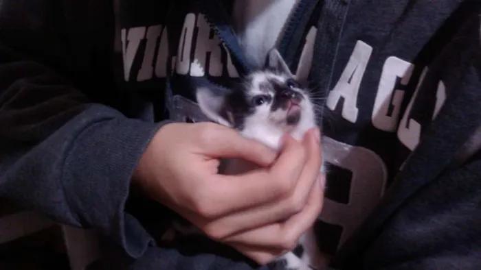 Gato ra a Indefinida idade 2 a 6 meses nome Sem Nome
