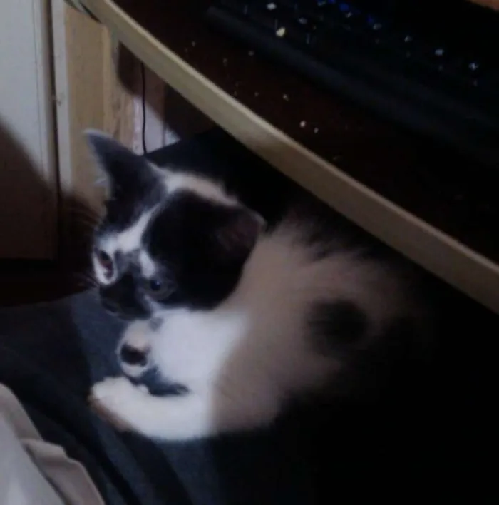 Gato ra a Indefinida idade 2 a 6 meses nome Sem Nome