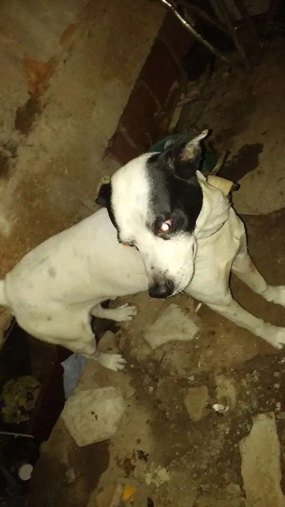 Cachorro ra a mestiço a pitbull idade 5 anos nome soluço