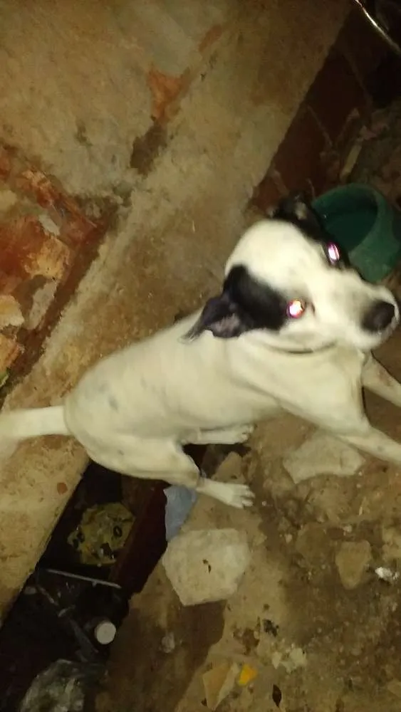 Cachorro ra a mestiço a pitbull idade 5 anos nome soluço