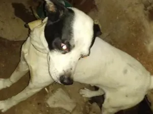 Cachorro raça mestiço a pitbull idade 5 anos nome soluço