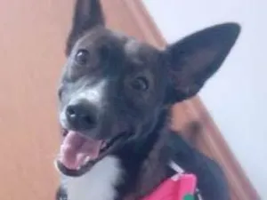 Cachorro raça SRD idade 2 anos nome Tina