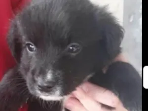 Cachorro raça  idade Abaixo de 2 meses nome Filhotes ( Grajaú)!