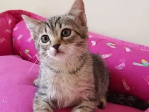 Gato raça SRD idade 2 a 6 meses nome Zelda e Olívia