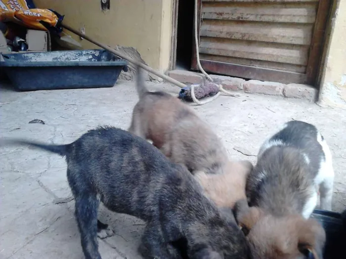 Cachorro raça mestiço idade 2 a 6 meses nome VARIOS
