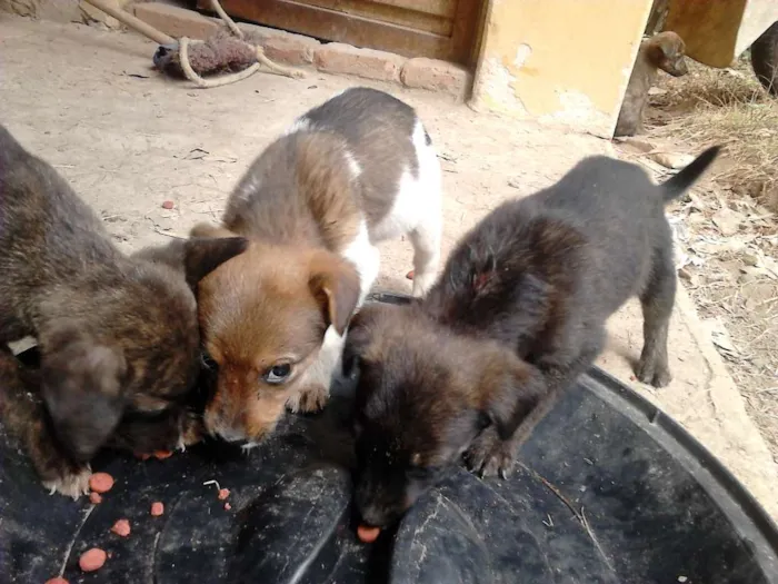 Cachorro raça mestiço idade 2 a 6 meses nome VARIOS