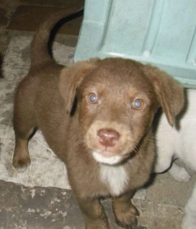 Cachorro ra a srd idade 2 a 6 meses nome Kiki