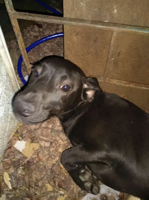 Cachorro ra a Desconhecida idade 2 a 6 meses nome Sem Nome