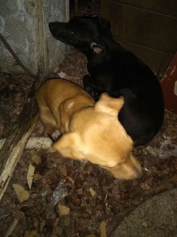 Cachorro ra a Desconhecida idade 2 a 6 meses nome Sem Nome