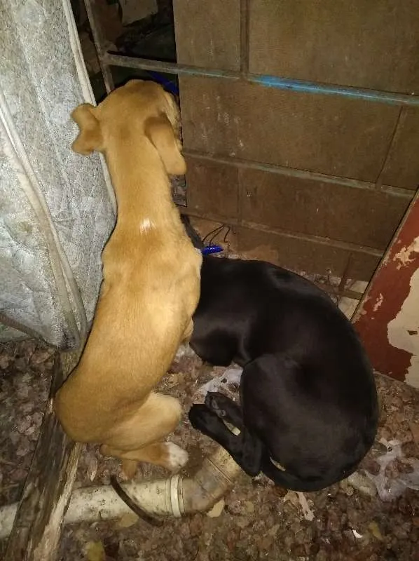 Cachorro ra a Desconhecida idade 2 a 6 meses nome Sem Nome