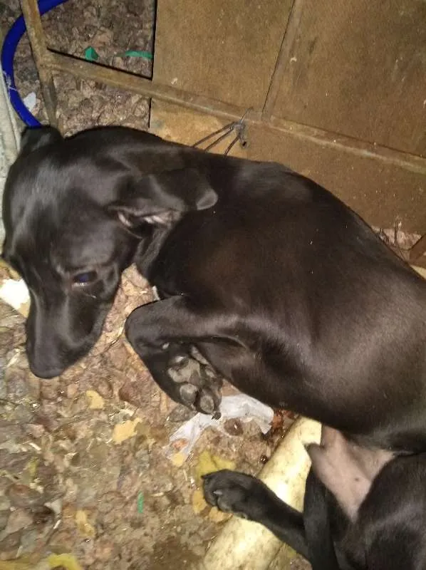 Cachorro ra a Desconhecida idade 2 a 6 meses nome Sem Nome