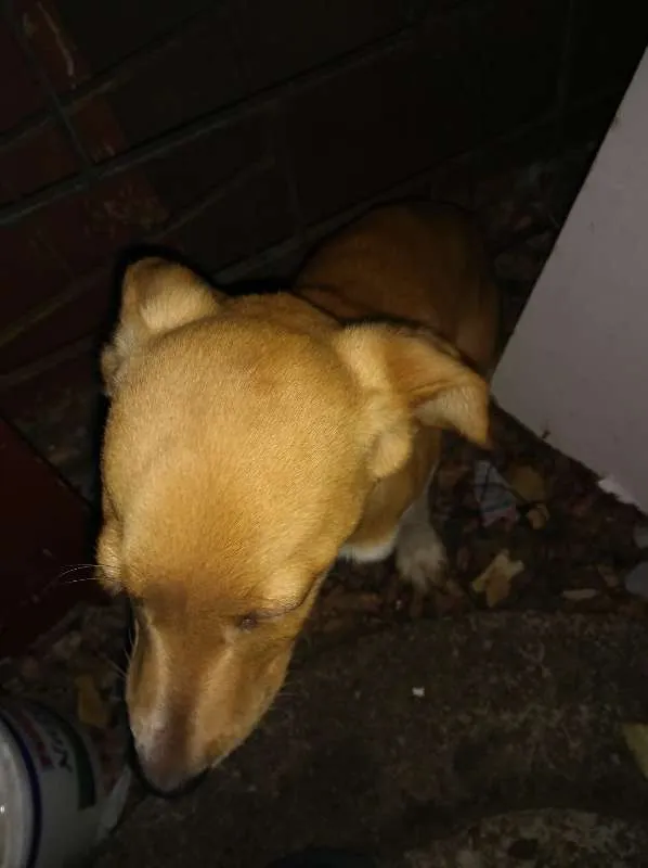 Cachorro ra a Desconhecida idade 2 a 6 meses nome Sem Nome
