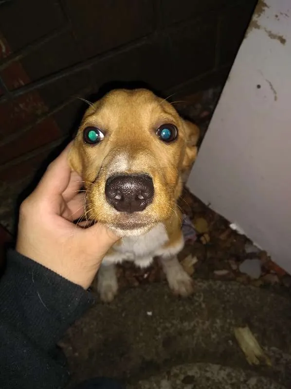 Cachorro ra a Desconhecida idade 2 a 6 meses nome Sem Nome