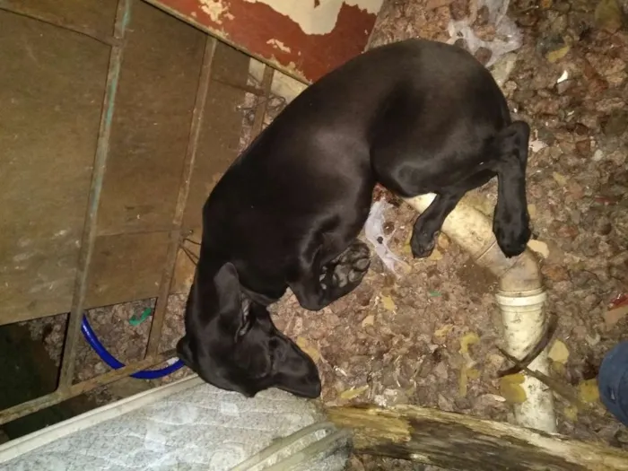 Cachorro ra a Desconhecida idade 2 a 6 meses nome Sem Nome