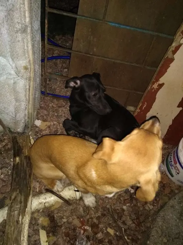 Cachorro ra a Desconhecida idade 2 a 6 meses nome Sem Nome