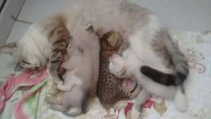 Gato ra a  idade Abaixo de 2 meses nome 4 irmaos