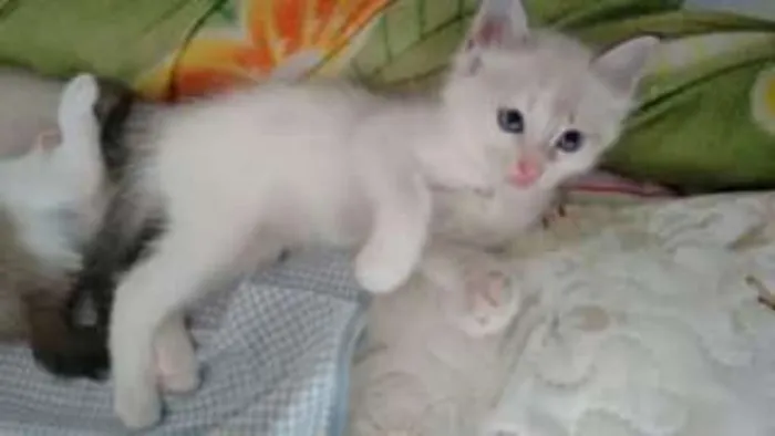 Gato ra a  idade Abaixo de 2 meses nome 4 irmaos