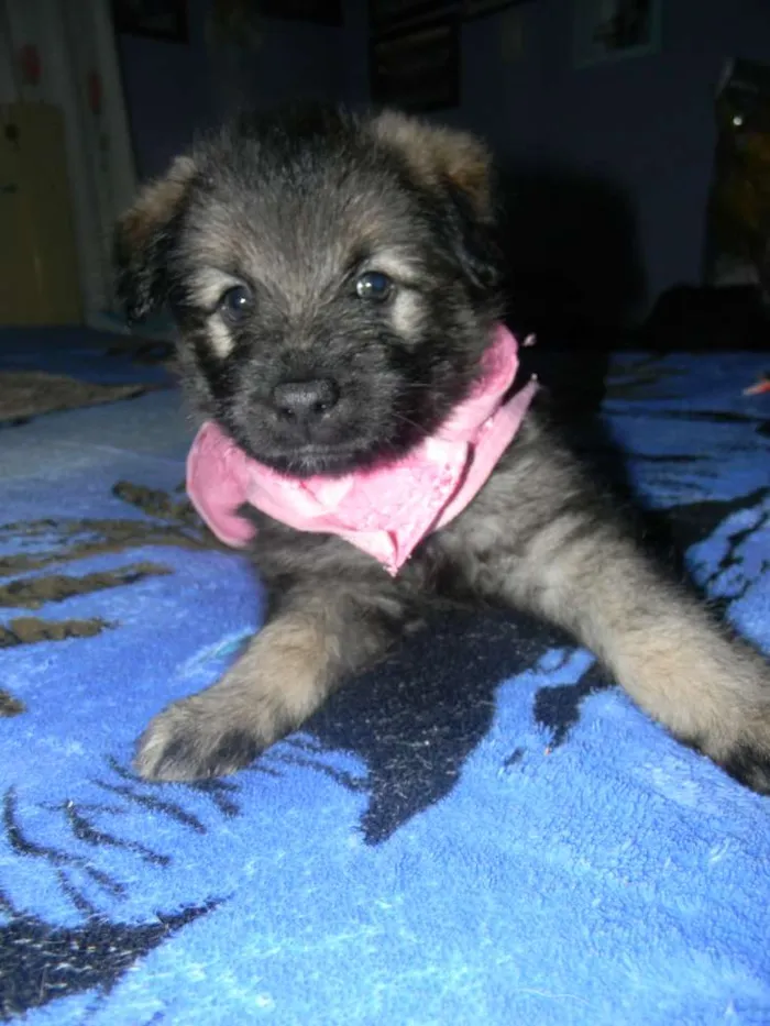Cachorro ra a Srd idade Abaixo de 2 meses nome LISA filhote
