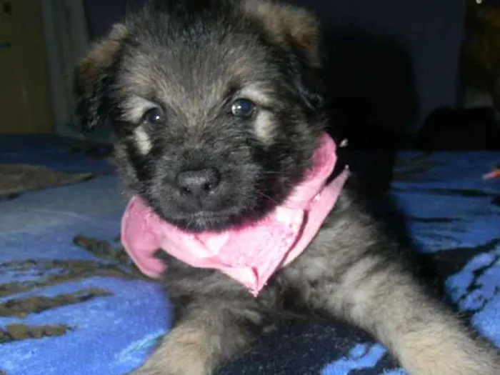 Cachorro ra a Srd idade Abaixo de 2 meses nome LISA filhote