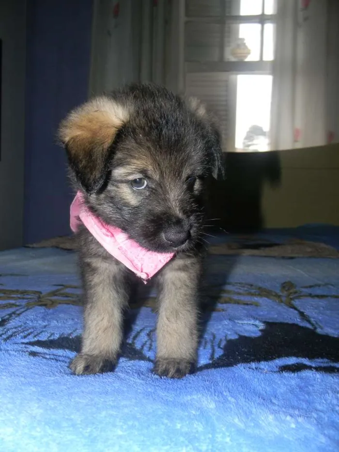 Cachorro ra a Srd idade Abaixo de 2 meses nome LISA filhote