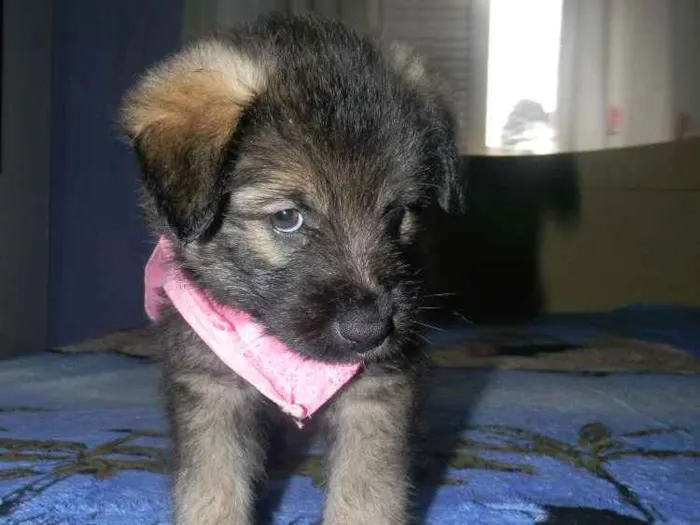 Cachorro ra a Srd idade Abaixo de 2 meses nome LISA filhote
