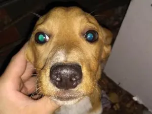Cachorro raça Desconhecida idade 2 a 6 meses nome Sem Nome
