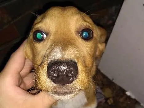 Cachorro ra a Desconhecida idade 2 a 6 meses nome Sem Nome