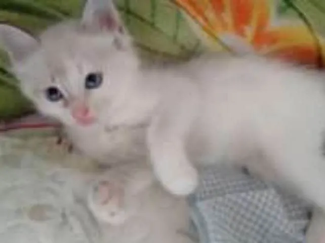 Gato ra a  idade Abaixo de 2 meses nome 4 irmaos