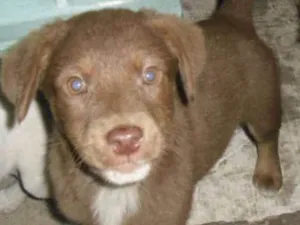 Cachorro raça srd idade 2 a 6 meses nome Kiki