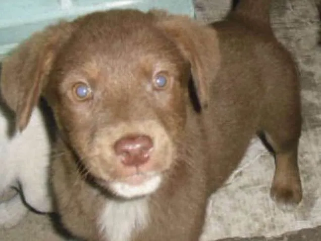 Cachorro ra a srd idade 2 a 6 meses nome Kiki