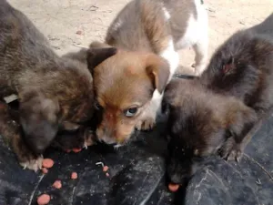 Cachorro raça mestiço idade 2 a 6 meses nome VARIOS