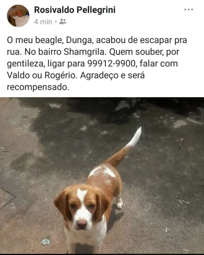 Cachorro ra a Beagle idade 4 anos nome Dunga