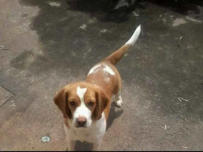 Cachorro ra a Beagle idade 4 anos nome Dunga