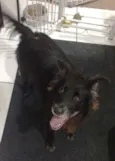 Pretinha