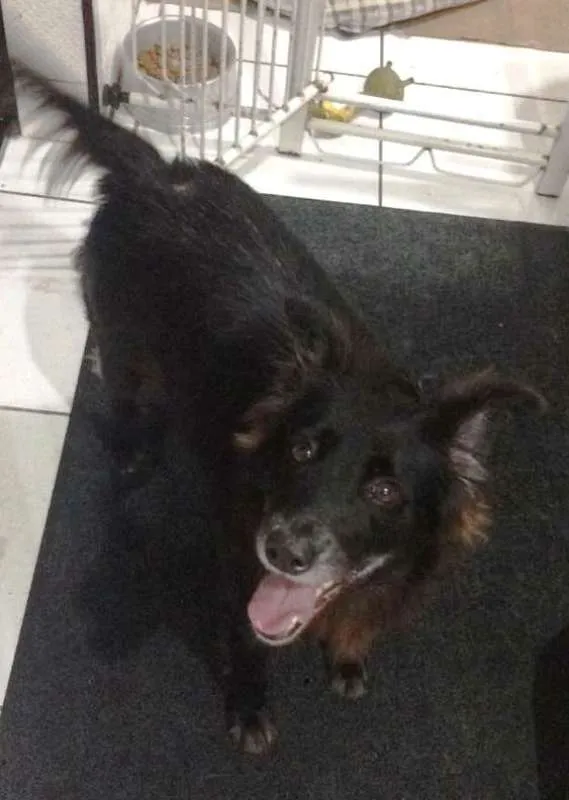 Cachorro ra a  idade 6 ou mais anos nome Pretinha