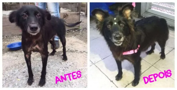 Cachorro ra a  idade 6 ou mais anos nome Pretinha