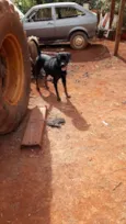 IRON