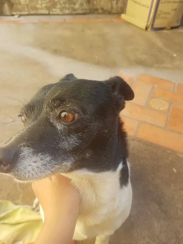 Cachorro ra a Fox paulistinha idade 6 ou mais anos nome Babi