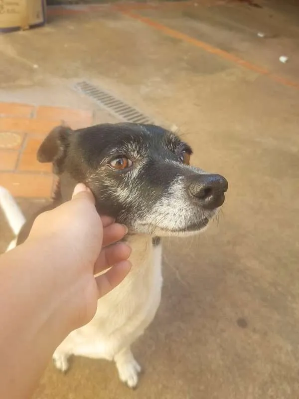 Cachorro ra a Fox paulistinha idade 6 ou mais anos nome Babi