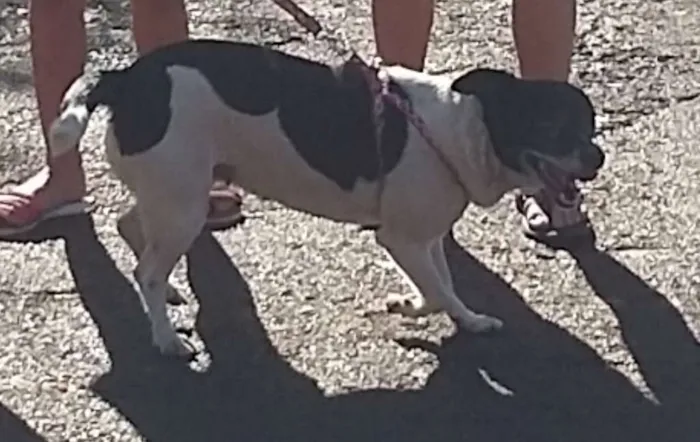 Cachorro ra a Fox paulistinha idade 6 ou mais anos nome Babi