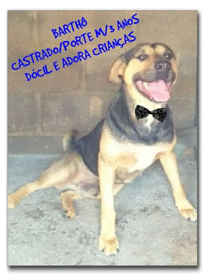 Cachorro ra a SRD idade 3 anos nome Barthô