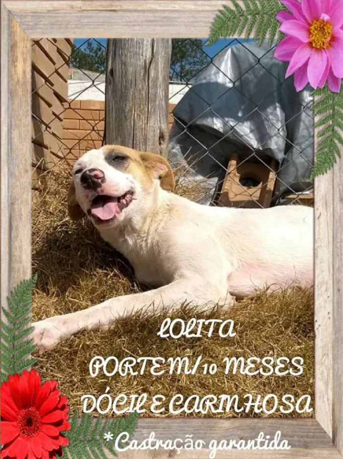 Cachorro ra a SRD idade 7 a 11 meses nome Lolita