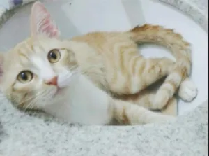 Gato raça Vira-lata idade 4 anos nome Gato