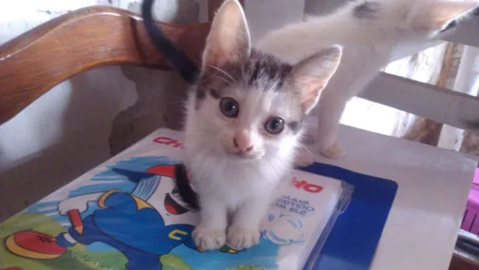 Gato ra a Indefinida idade 2 a 6 meses nome Sem Nome