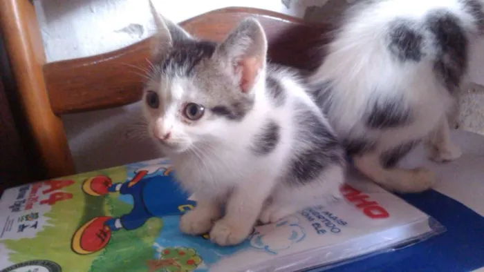 Gato ra a Indefinida idade 2 a 6 meses nome Sem Nome