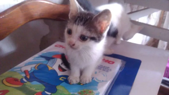 Gato ra a Indefinida idade 2 a 6 meses nome Sem Nome