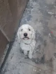 BoB